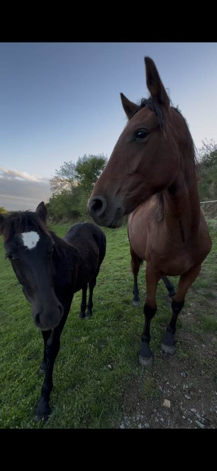 Poulains &agrave; vendre 