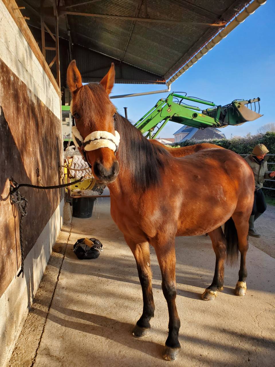 Trotteur fran&ccedil;ais 8 ans 