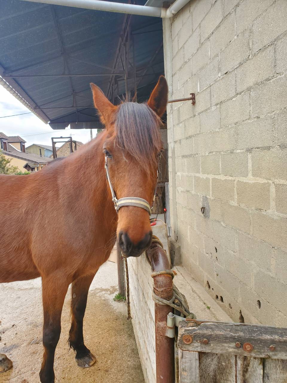 Trotteur fran&ccedil;ais 8 ans 