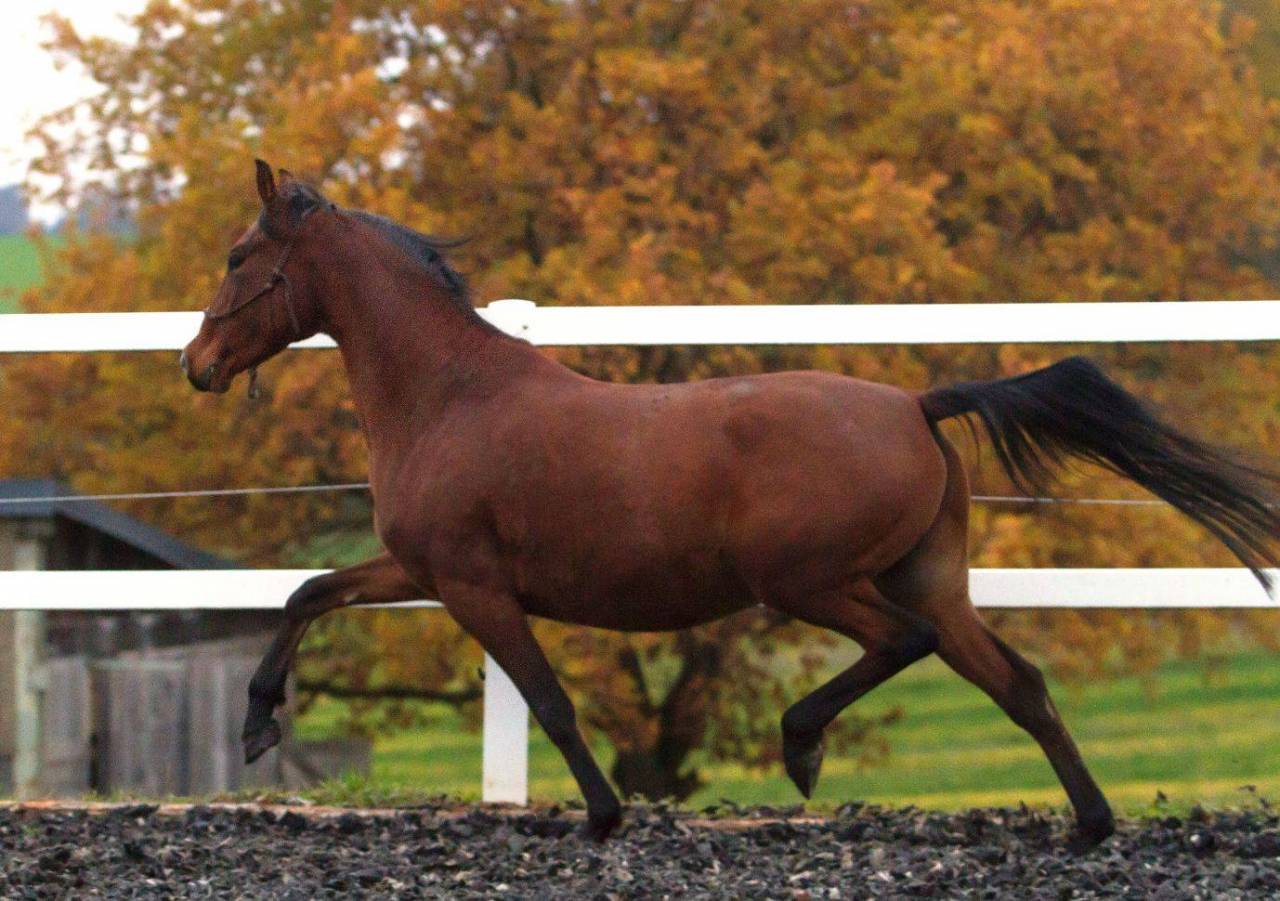 Poulini&egrave;re DRP