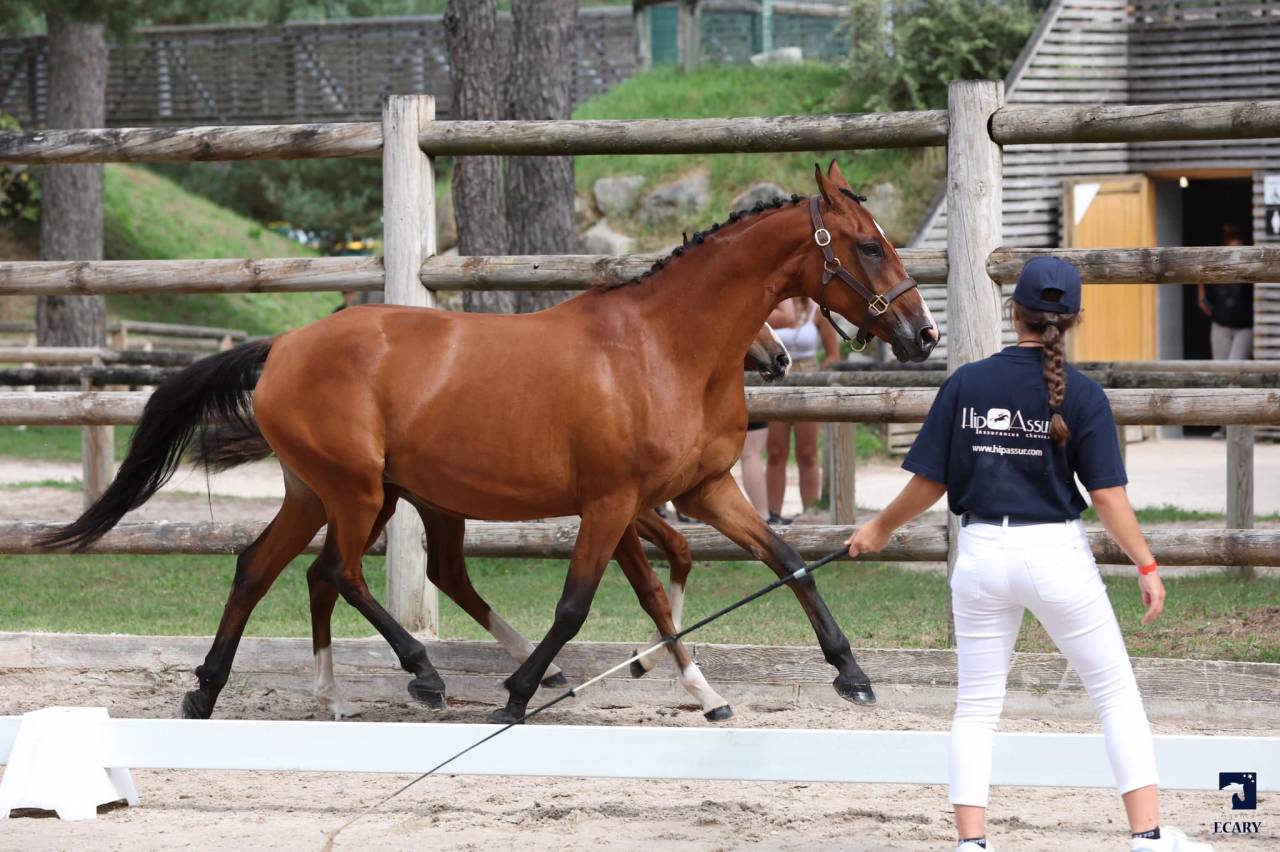 Poulini&egrave;re DRP