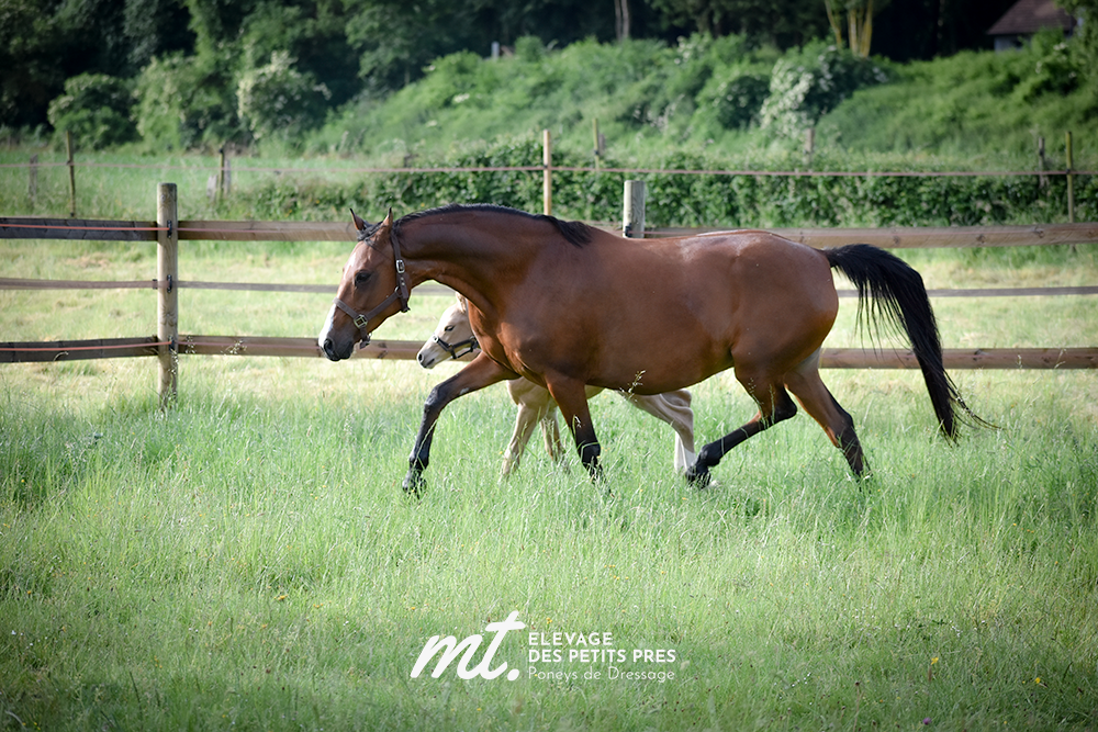 Poulini&egrave;re DRP