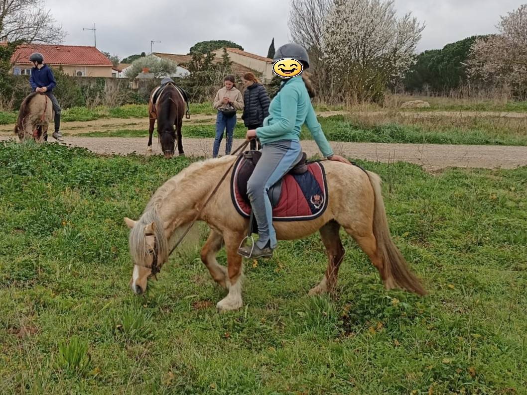 Poney &eacute;talon welsh pp