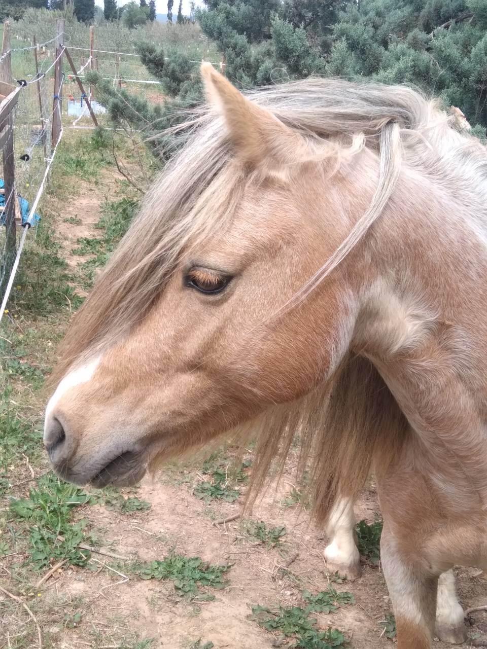 Poney &eacute;talon welsh pp