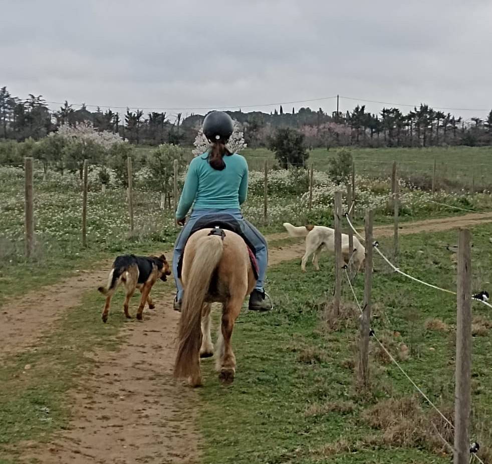 Poney &eacute;talon welsh pp