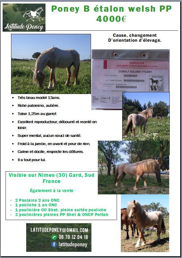 Poney &eacute;talon welsh pp