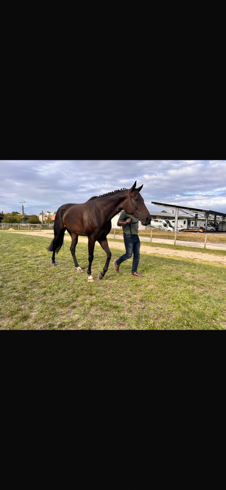 Hongre pur sang 5ans 