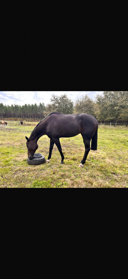 Hongre pur sang 5ans 