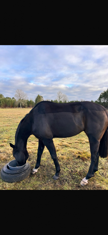 Hongre pur sang 5ans 