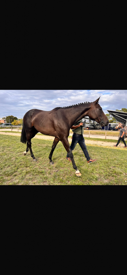 Hongre pur sang 5ans 