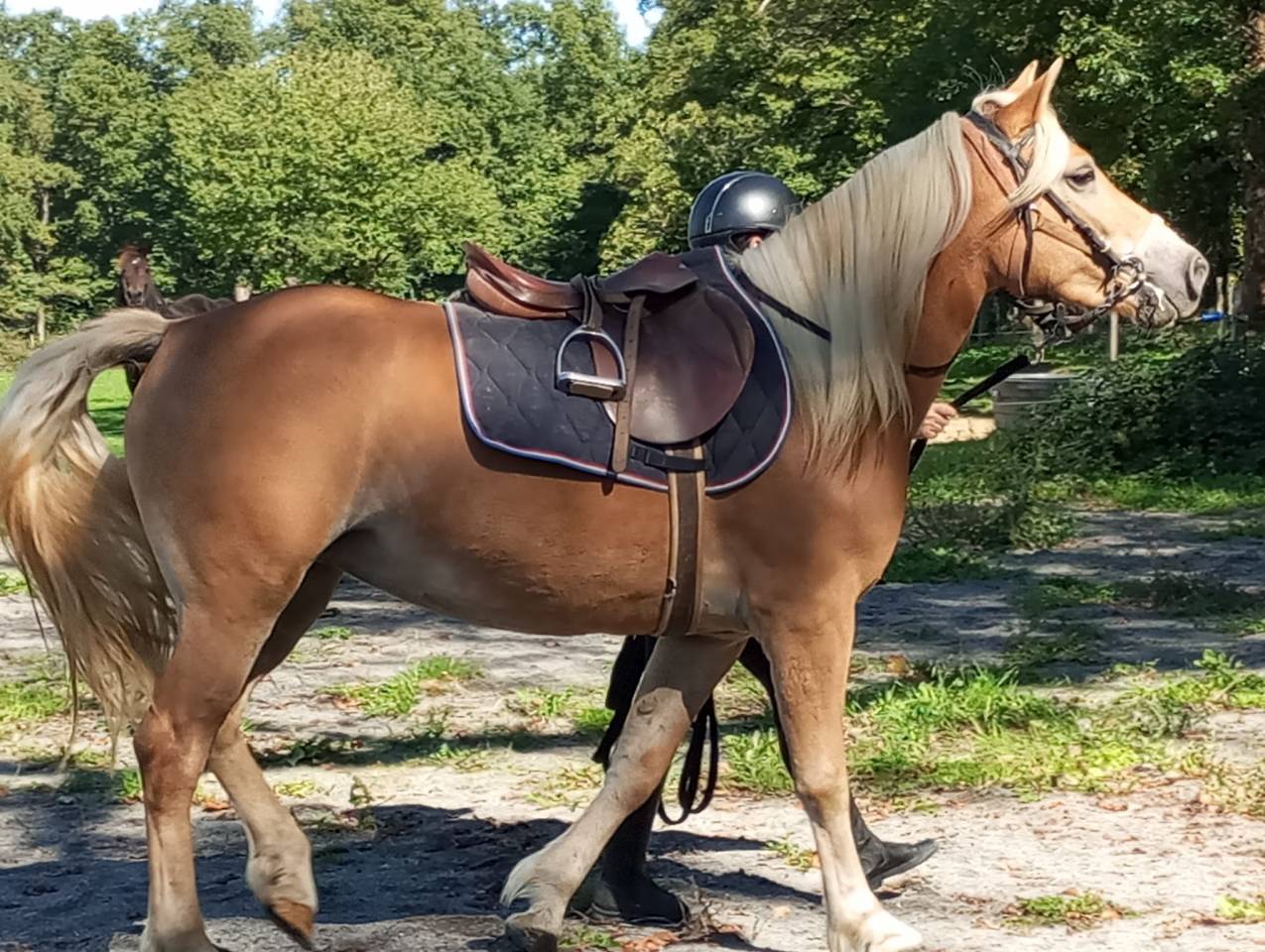 Jument Haflinger 4 ans