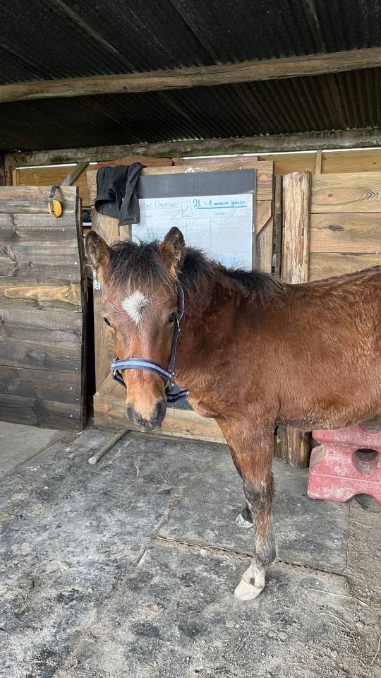 Poulain - poney - OC