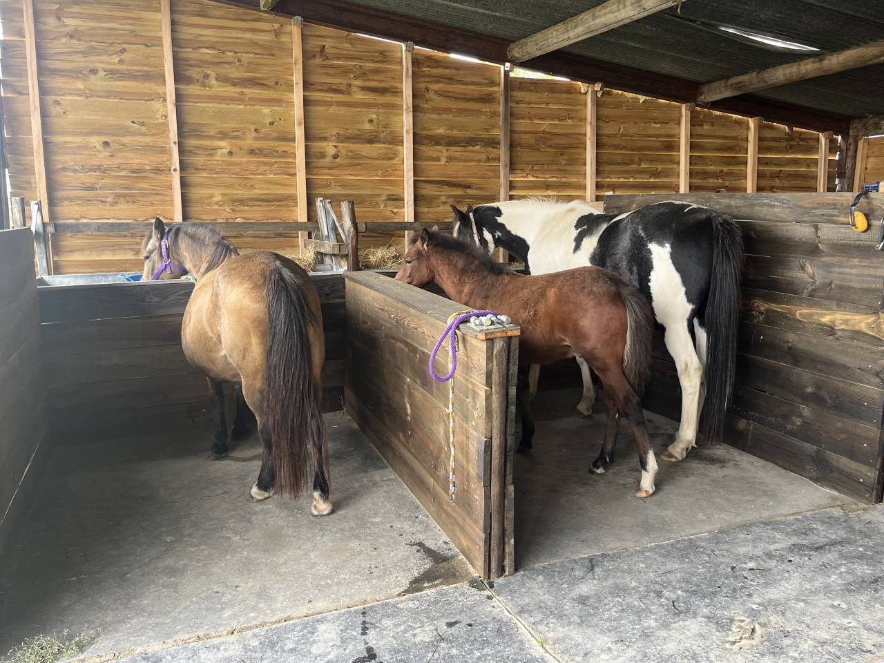 Poulain - poney - OC