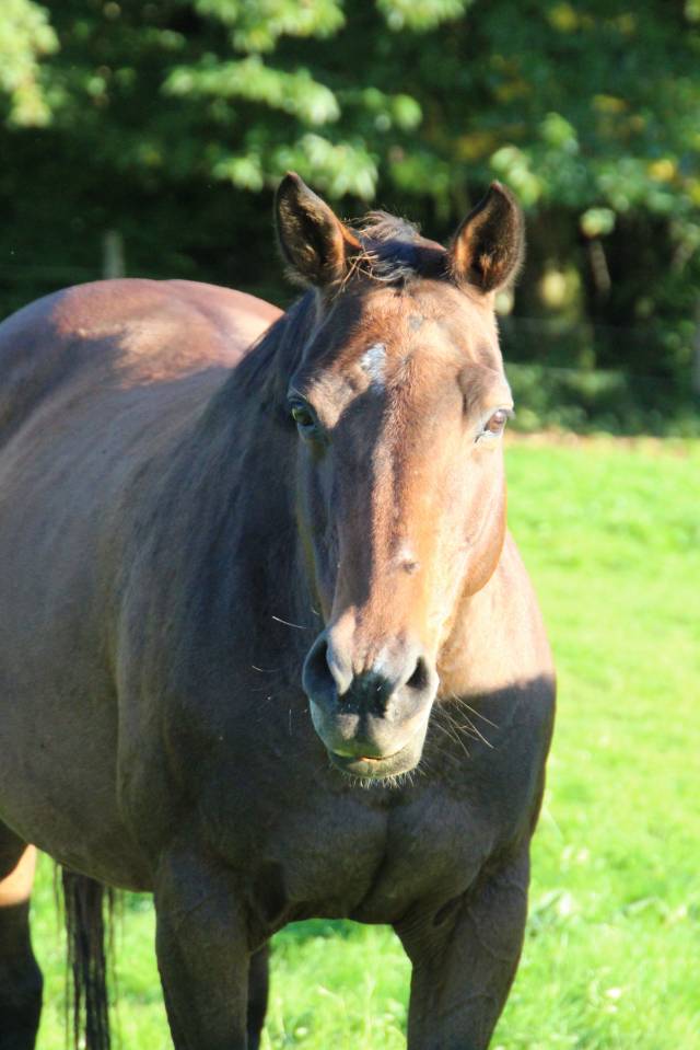 Bella de Gan, poulini&egrave;re SFO