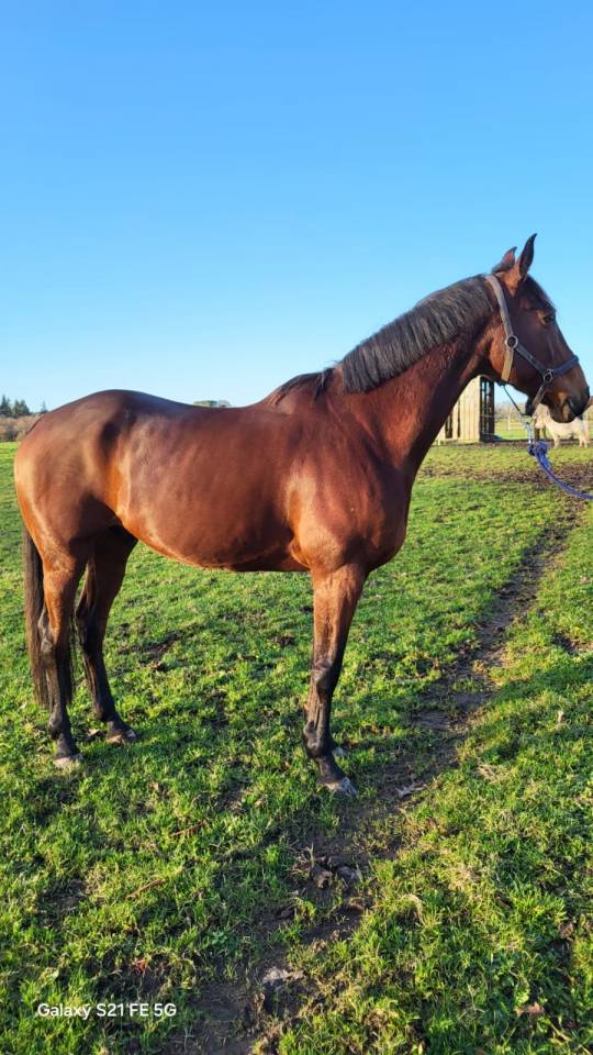 Cheval de balade ou de sport &agrave; niveau club 