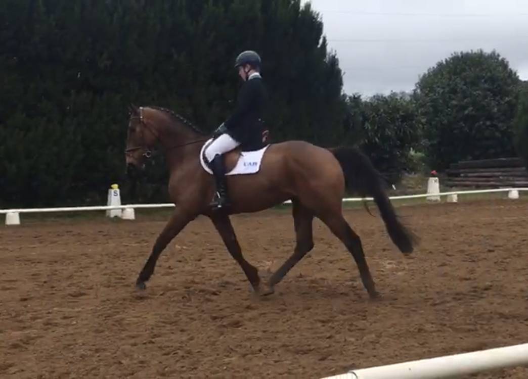 Cheval de balade ou de sport &agrave; niveau club 