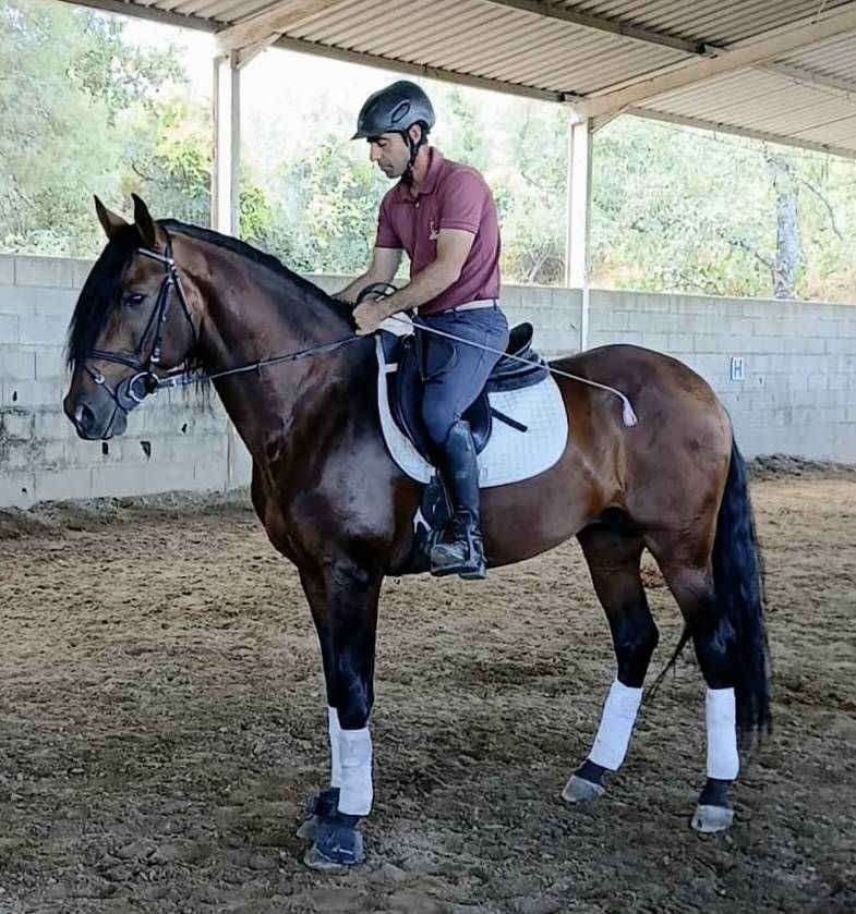 Nouveau cavalier(e) pour Odin