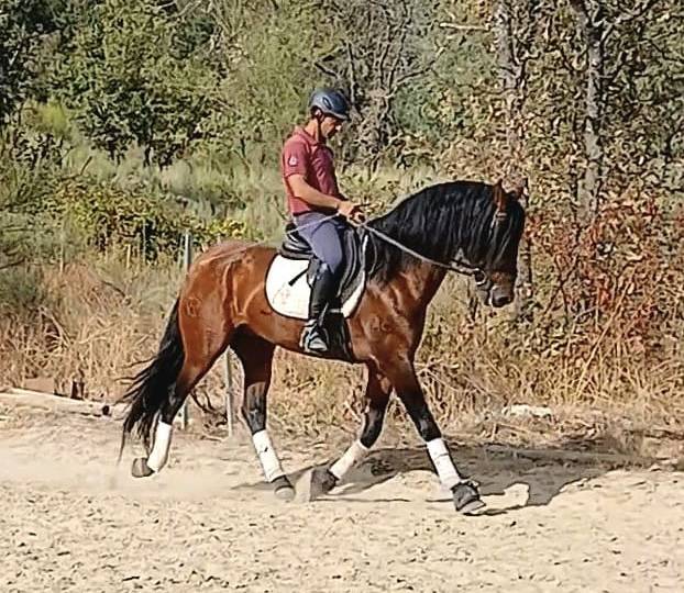 Nouveau cavalier(e) pour Odin