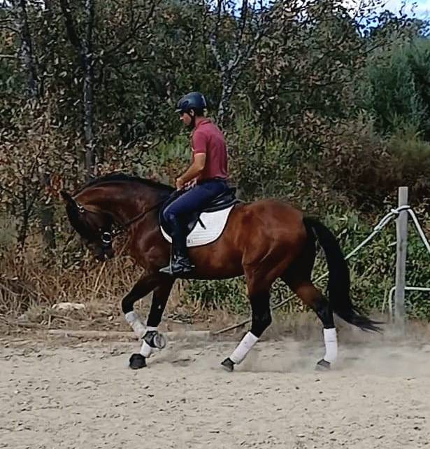 Nouveau cavalier(e) pour Odin