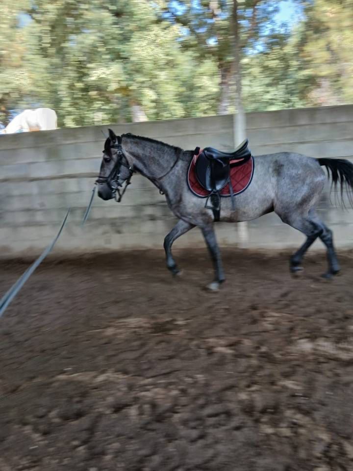 Un vieux cavalier(e) pour le jeune Sputnik