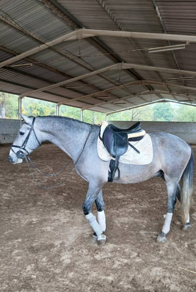Un vieux cavalier(e) pour le jeune Sputnik