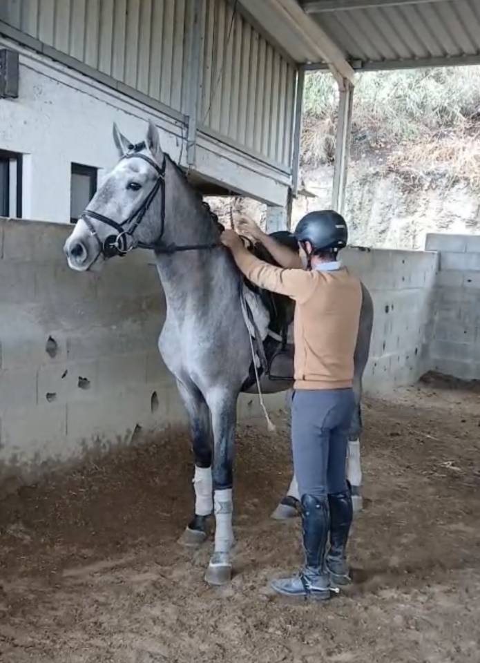 Un vieux cavalier(e) pour le jeune Sputnik