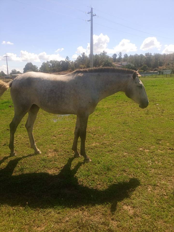 Pilar, d'une rare beaut&eacute;, cherche nouvelle prairie