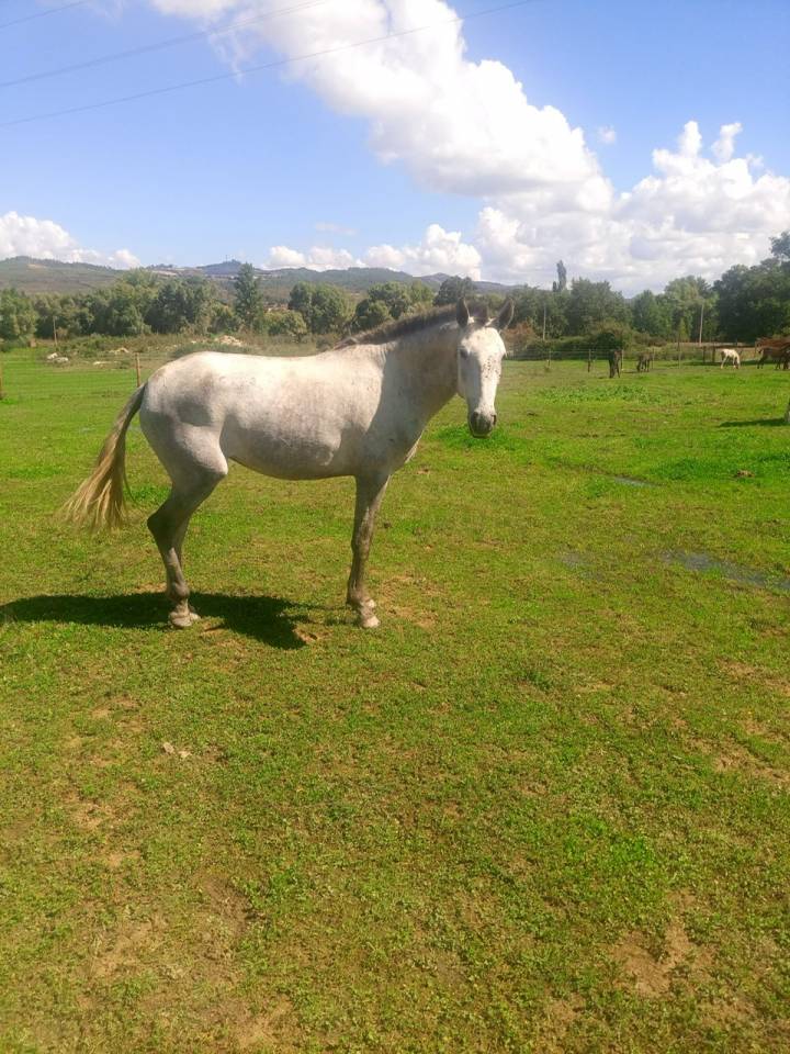 Pilar, d'une rare beaut&eacute;, cherche nouvelle prairie