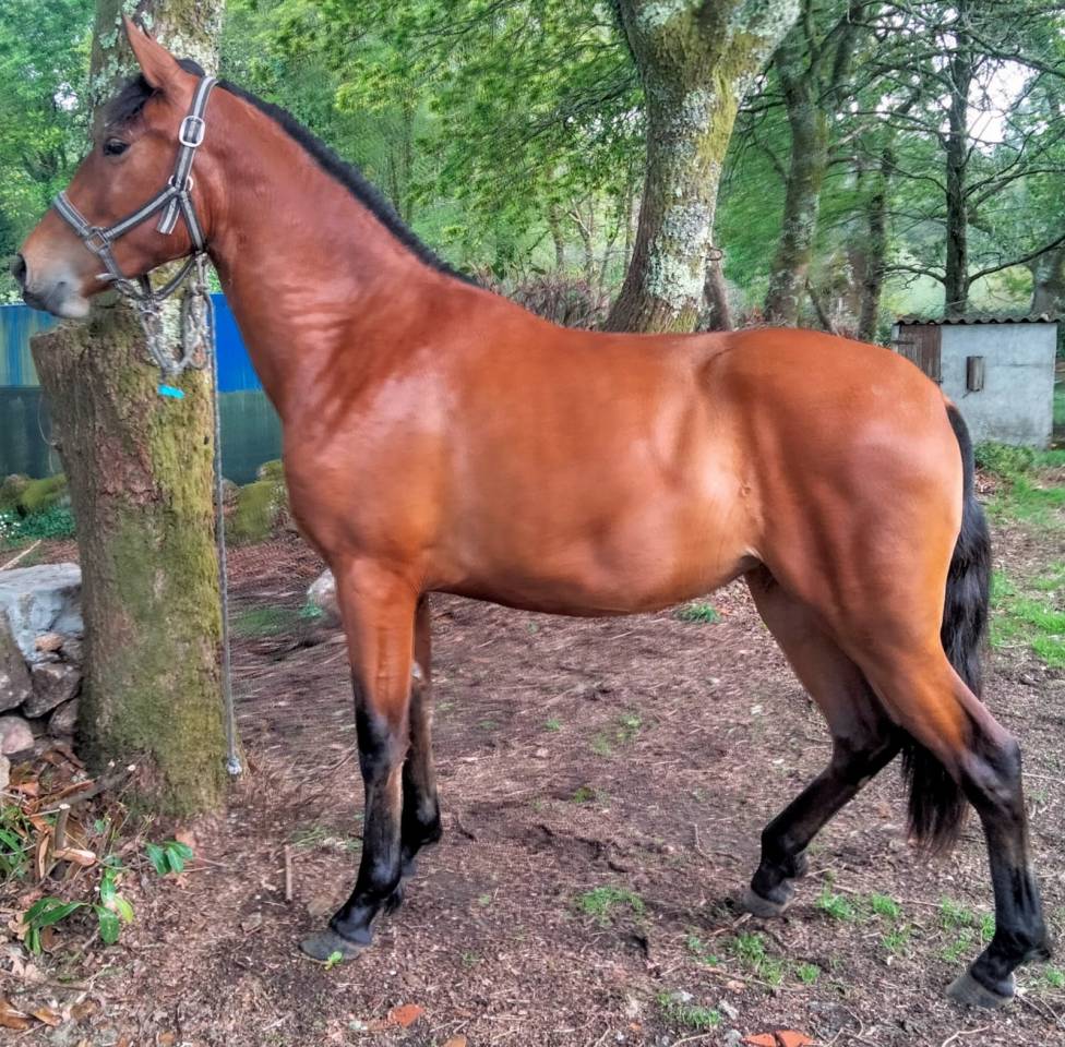 POTRA YEGUA PRE ESCALERA DE ELITE