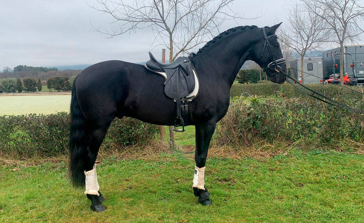 POTRA YEGUA PRE ESCALERA DE ELITE