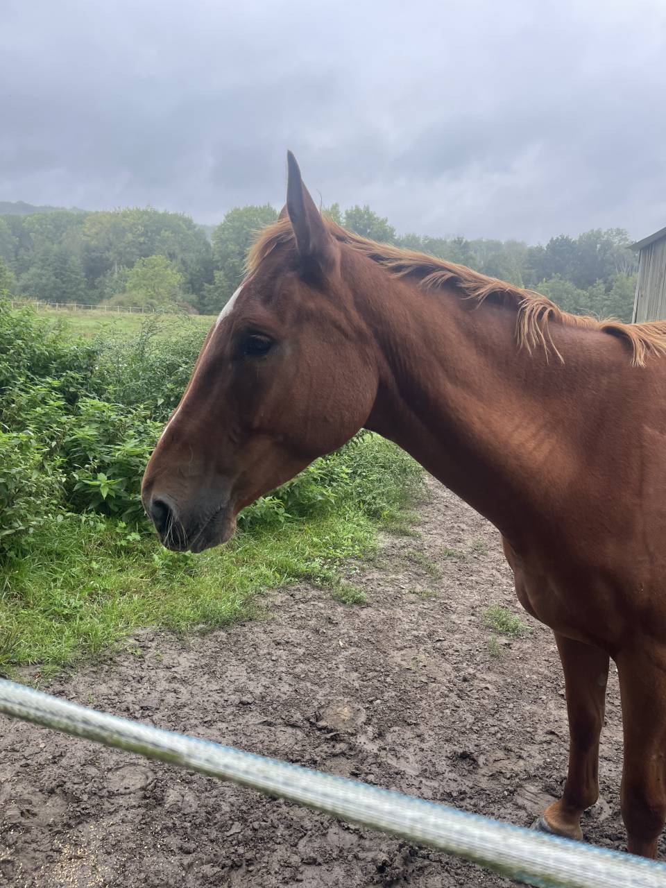 Demi pension TF 4 ans 