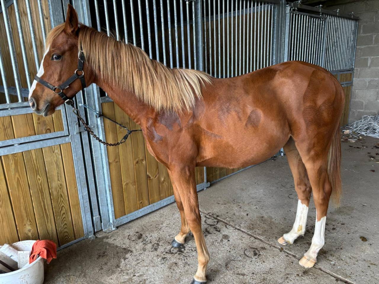 Pouliche Anglo Arabe 2 ans