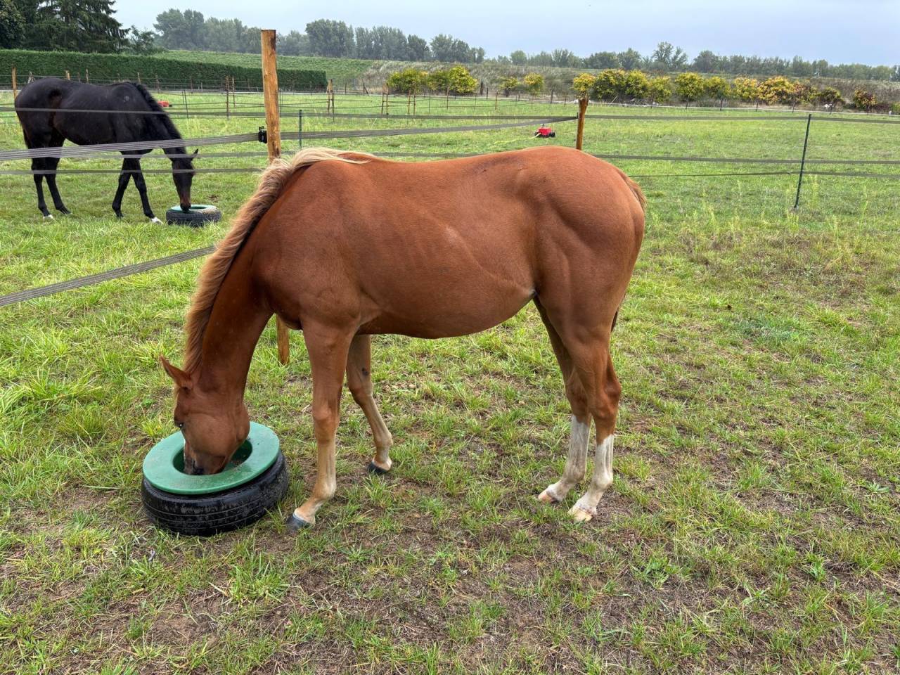 Pouliche Anglo Arabe 2 ans
