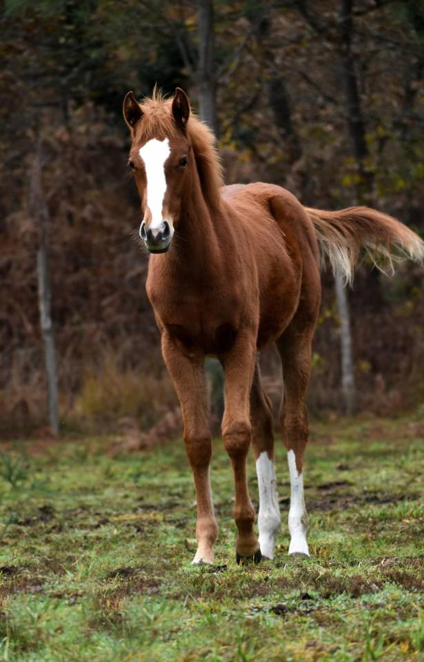 Pouliche Anglo Arabe 2 ans