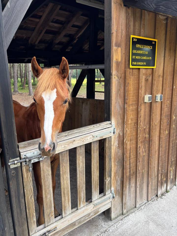 Pouliche Anglo Arabe 2 ans