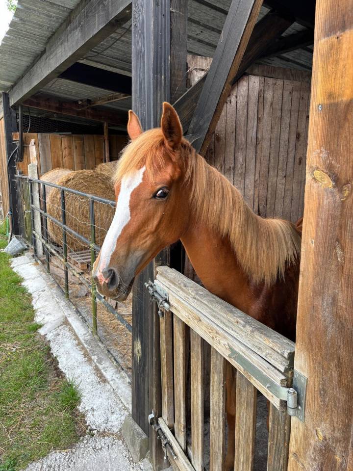 Pouliche Anglo Arabe 2 ans