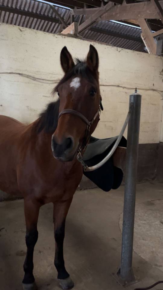 Petite jument de sport -Poney Fran&ccedil;ais de Slle - 10 ans