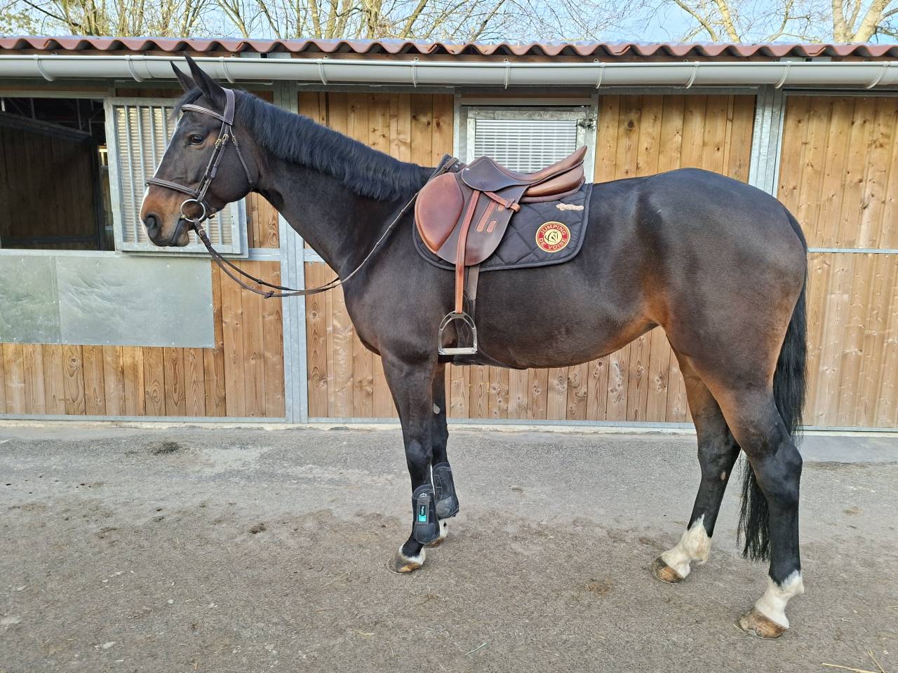 Jument 8 ans potentiel 135