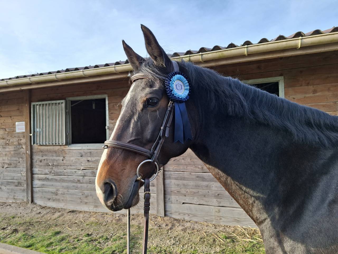 Jument 8 ans potentiel 135