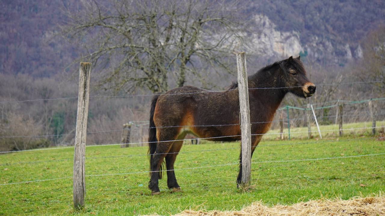 Ponette dartmoor PP - 9 ans - 1,25 m