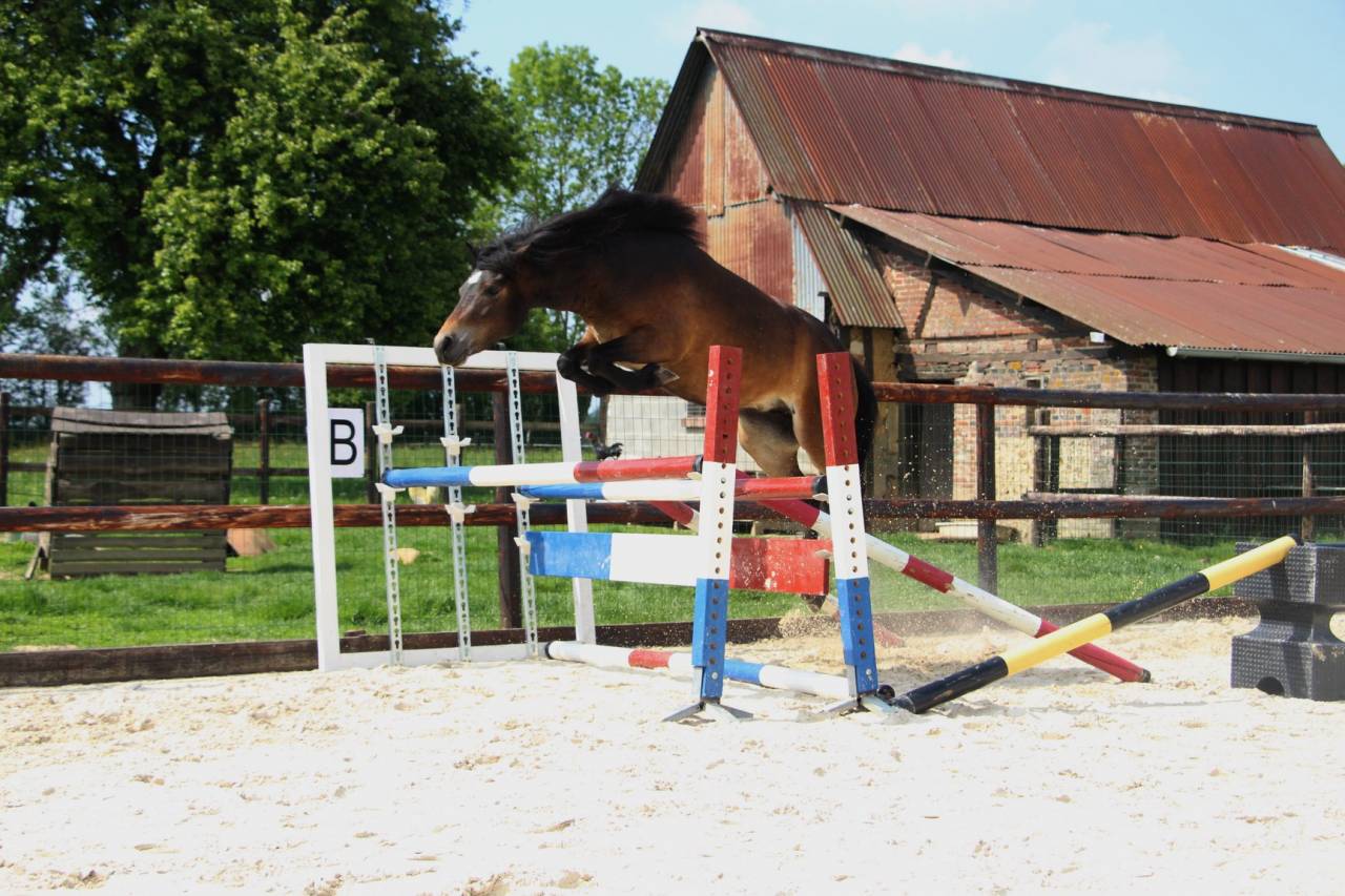 Ponette dartmoor PP - 9 ans - 1,25 m