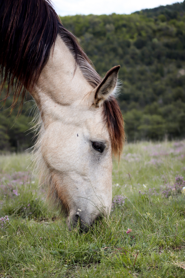 Jument 5 ans, sensible et communicative