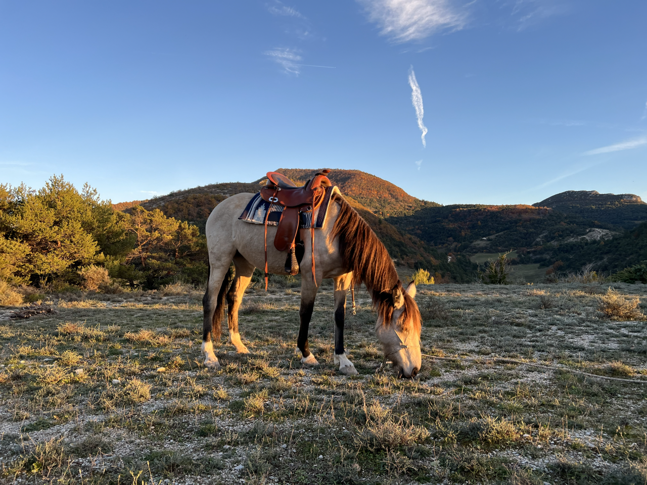 Jument 5 ans, sensible et communicative