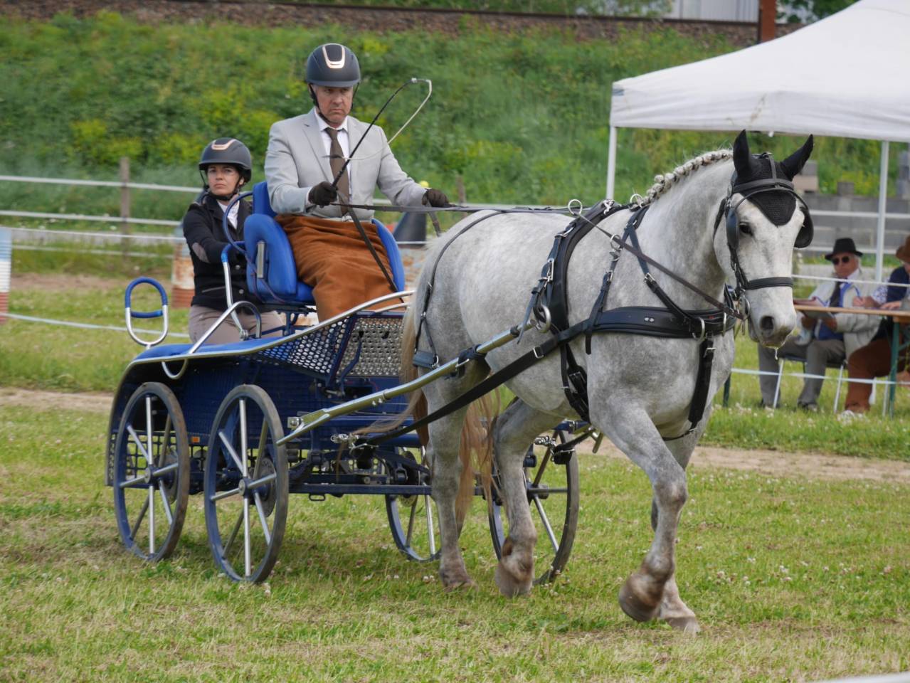 Chevaux arabo boulonnais 