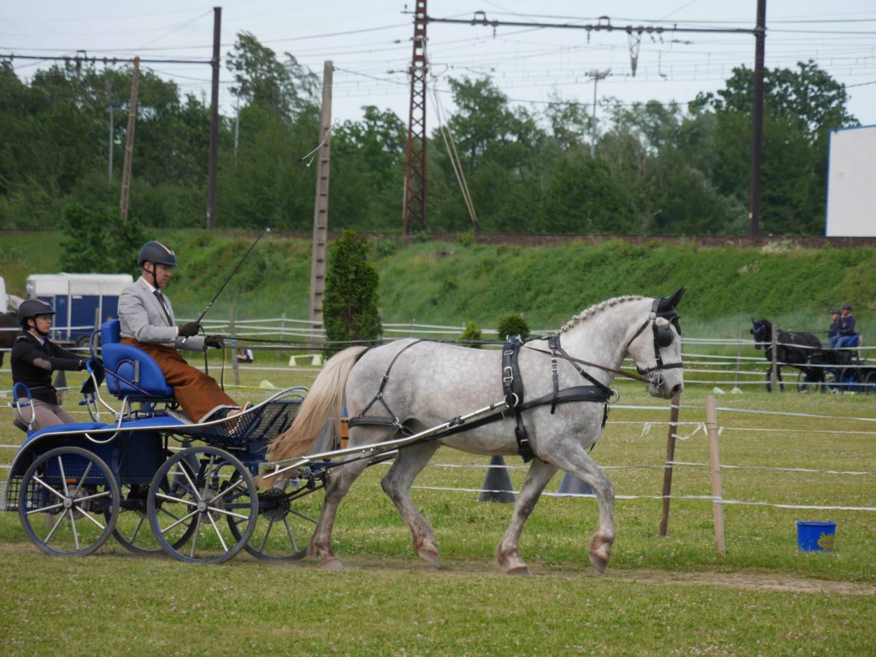 Chevaux arabo boulonnais 