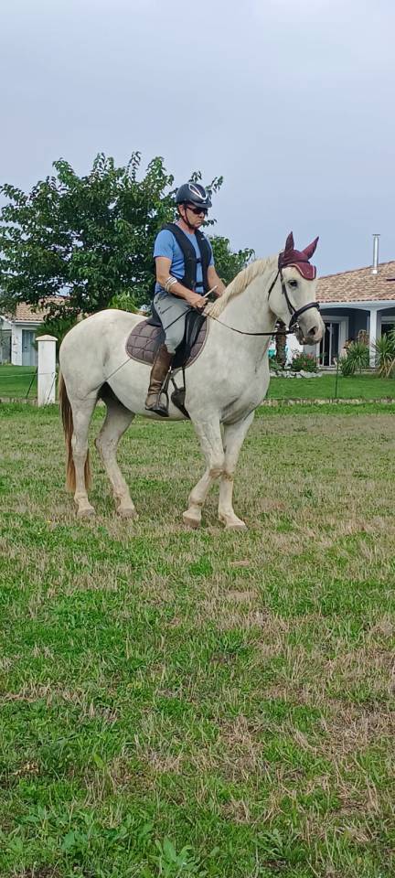 Chevaux arabo boulonnais 