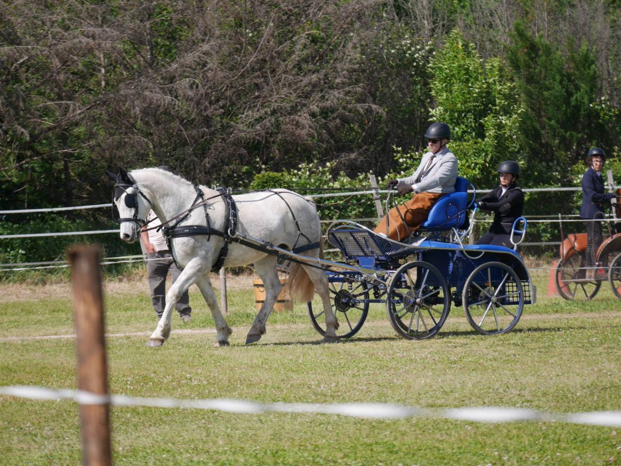 Chevaux arabo boulonnais 