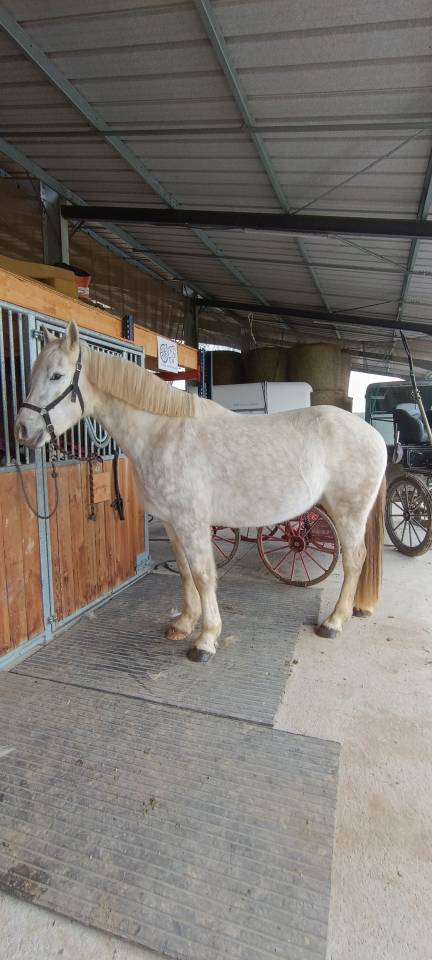 Chevaux arabo boulonnais 