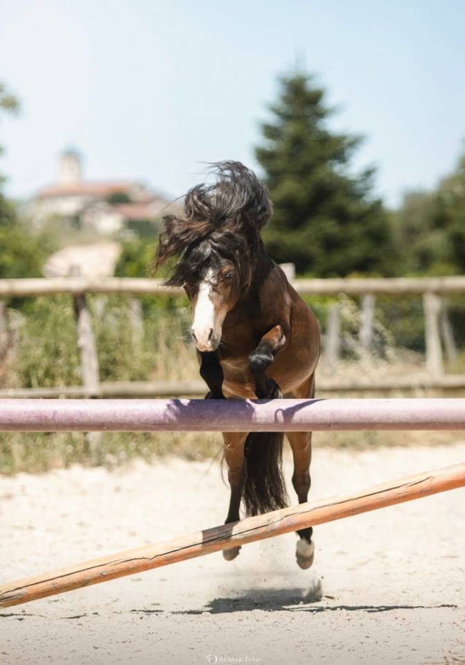 SAILLIE AMHA VICE CHAMPION DE FRANCE 