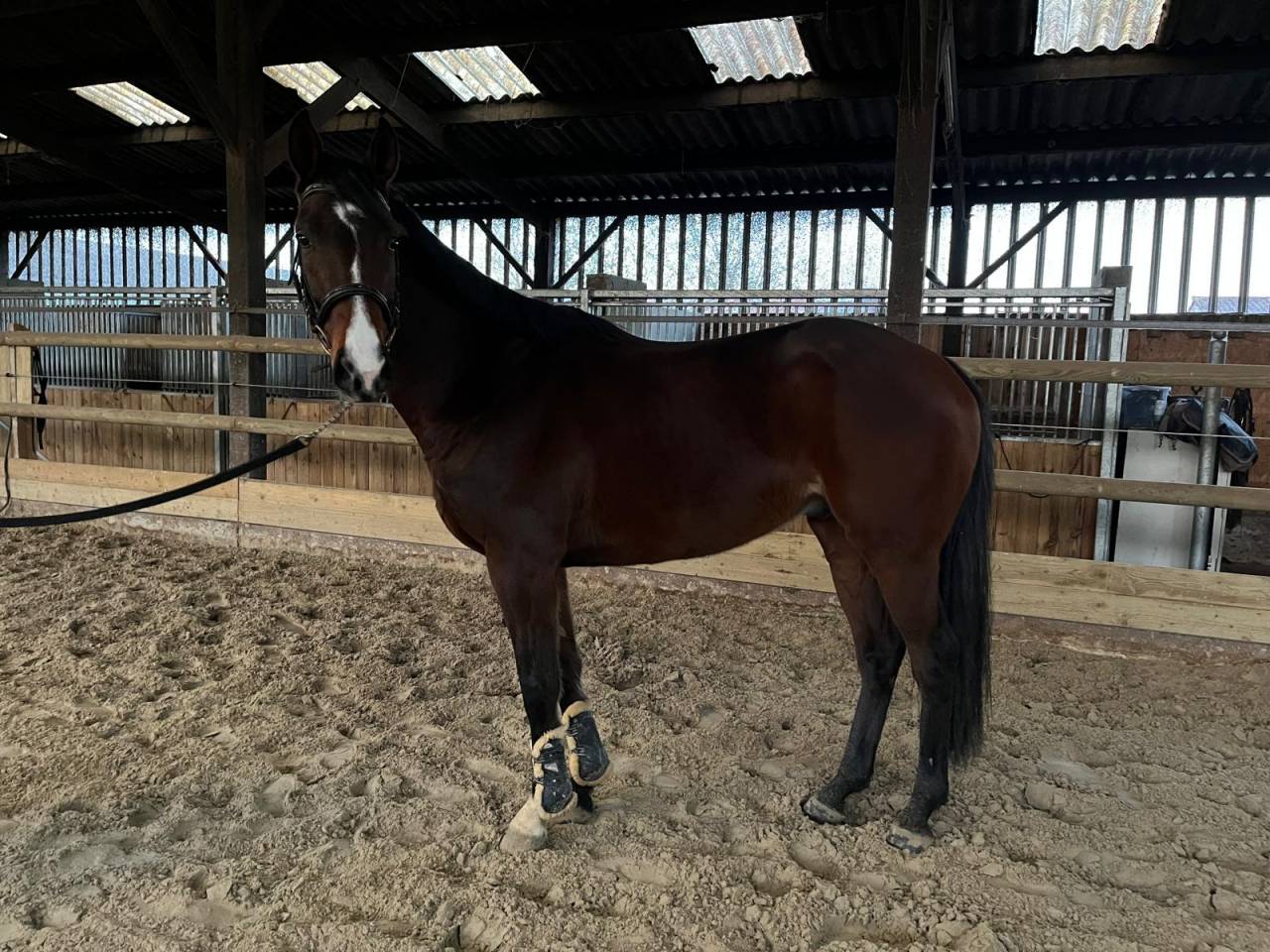 Hongre pur sang joli look